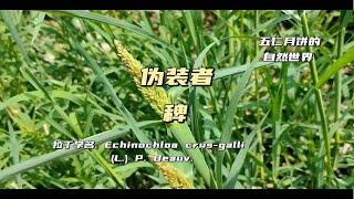 植物伪装大师—稗