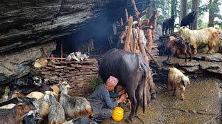 Nepali Mountain Village Life | Rainy Day | Shepherd Life | Organic Food Cooking | Real Nepali Life |