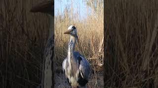 Watch Out: Grey Heron goes for the Kill