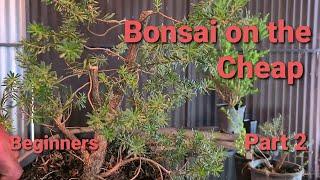 Bonsai for cheap, Part 2, Aussie Bonsai Bloke