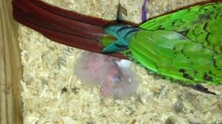 Hatching! Baby Green Cheek Conure Baby