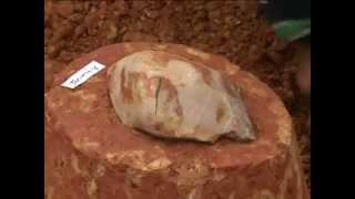 200 Paleolithic stone tools found in S China