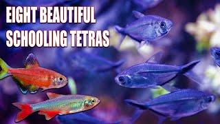 8 Stunning Tetras That Create the Perfect Schooling Display!