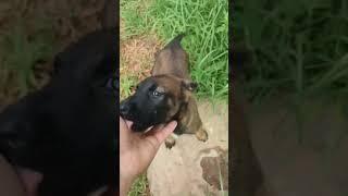 Baby Malinois ️‍‍ Working Line