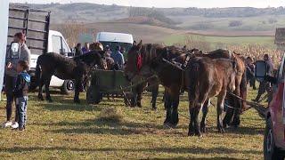 Scandal la târgurile de cai din județul Sibiu | novatv.ro