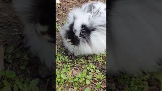 Bunny Diary:  taking babies to the park #lionheadrabbit #bunny #lionheadrabbit #bunny #rabbit