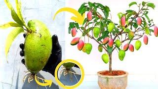 How to Grow Mango Tree from Fruit FOR BEGINNER with Simple Method - DIY Gardening