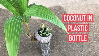 how to grow Coconut in plastic bottles