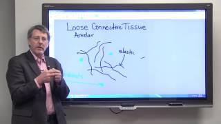 Loose Connective Tissue