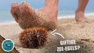 Zijn er Giftige Zee-egels in Nederland? Zeeappel in de Noordzee!