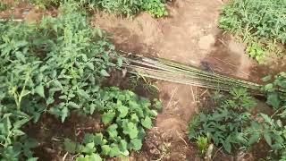 Tholoma Sumah shows off his tomato farm and calls on Sierra Leoneans to embark on agriculture.