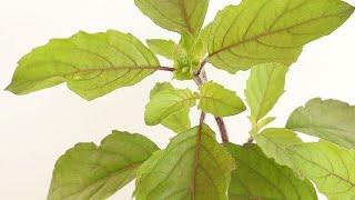 Keep Mosquitoes Away: Prevent Chikungunya!