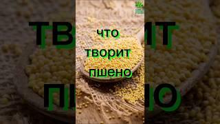 Что творит пшено #здоровье #полезныесоветы #народнаямедицина #пшено