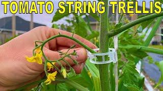 STRING TOMATO TRELLIS! Tying Up Tomatoes Like This Changed My Life