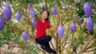 Single Mother Harvesting Purple Mango Goes To The Market Sell | Ming Daily Life