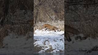 New Jersey Red Fox hunting on frozen river