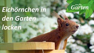 Eichhörnchen in den Garten locken: So funktioniert's | MDR