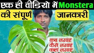 पूरी जानकारी Monstera के पौधे की | Monstera Plant Care | Monstera Propagation | Monstera Cutting