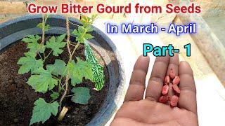 How to grow bitter gourd from seeds in pots at home / bitter gourd grow in pot / bitter gourd seeds