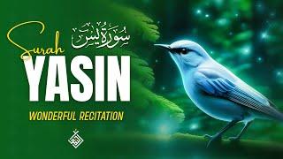 Surah Yasin (Yaseen) سورة يس | Tranquil Moments with a Soothing Recitation | Al-Taqwa TV