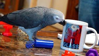 Live With Apollo the Talking Parrot