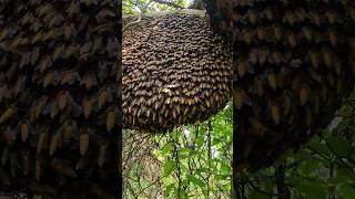 Beehive #nature #youtubeshorts