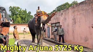 Arjuna Elephant 5725 Kg Mysuru Dasara 2022 Jamboo Savari elephant weight checking ಮೈಸೂರು ದಸರಾ ಆನೆಗಳು