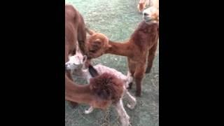 Baby alpaca nursing attempt #1