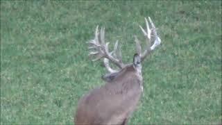 Illinois giant