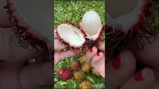 Beautiful fruit Rambutan রামবুটান #shortvideo #youtubeshorts #fruit #trending