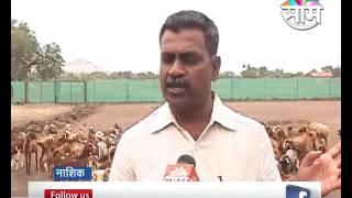 Goat farming is seen as side business in Nashik