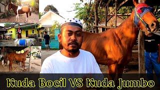 Harga Kuda Bocil Jinak Total