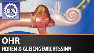 Trailer - Ohr - Hören & Gleichgewichtssinn - Biologie - Schulfilm