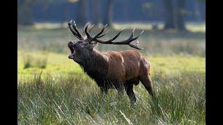 Red stag in the nature