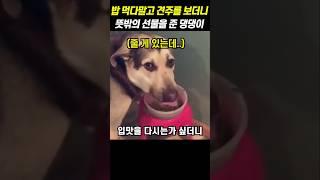 밥 먹다말고 견주를 보더니 뜻밖의 선물을 준 댕댕이