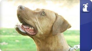 Rhodesian Ridgeback - Doglopedia