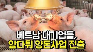 베트남 대기업들, 앞다퉈 양돈사업 진출…식품·부동산·자동차·철강기업까지 가세 | 베트남 뉴스