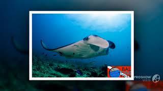 Best Diving Course || Bali Dive Trek