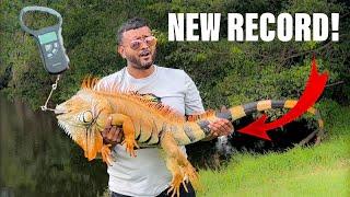 Day 4- We’ve Captured the New Florida State Record Iguana!! How Much Does it weigh?