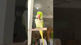 Unusually Long Tail Of A Cute Parrot | Parrots | Raw Parrots | Birds | Pets & Animals