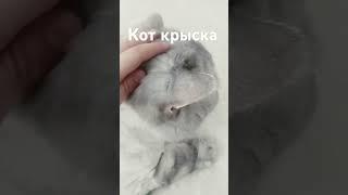 боже что с котом #chickengun #мем #мемас