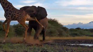 Graphic Content: Elephant Attacks A Giraffe!