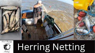 Drift Net Fishing For Herring | North Sea Uk | Inshore Netting | Catching Herring On Our Coastline.