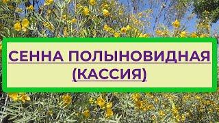 Сенна полыновидная, или Кассия - декоративное и лечебное растение. Описание, размножение кассии