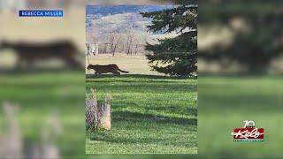 Neighbors in Spearfish react to mountain lions in town