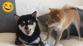 Angry Shibe Dialogue