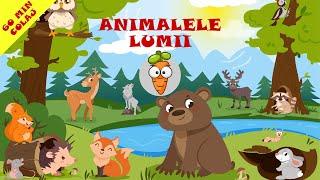 Animalele Lumii - 60 Minute Colaj Cantece Pentru Copii