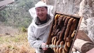 《共富经》 20240424 我从林中来 深山寻蜜记|农业致富经 Agriculture And Farming