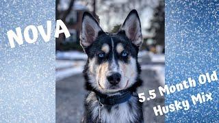 Best Husky Dog Trainers in Pennsylvania ||| 5.5 Month Old Husky Mix, Nova