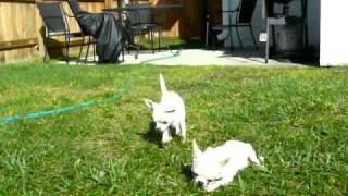 Chihuahua puppies playing with ice cubes